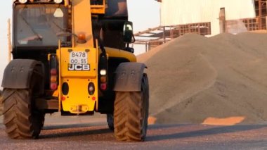Omsk, Russia - September 20, 2019: Grain elevator. Grain Tractor makes dump of wheat . Dumping grain from the truck. Pouring wheat, grain pile, close up