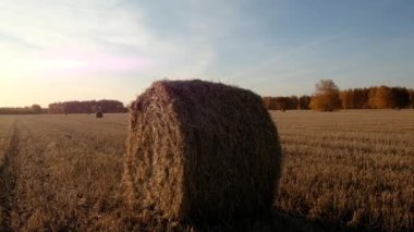 Rolls haystacks straw on field, harvesting wheat. Rural field with bales of hay. Landscape 