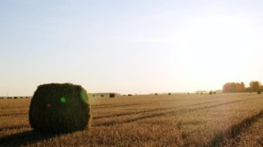 Rolls haystacks straw on field, harvesting wheat. Rural field with bales of hay. Landscape 