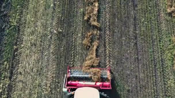 Luchtfoto van moderne combineren oogsten van tarwe op het veld. Vliegen direct boven combineren. Bovenaanzicht. Landbouw scène. — Stockvideo