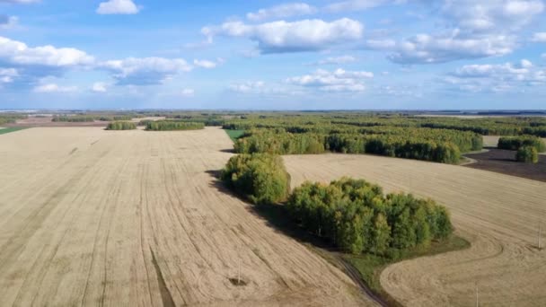 Вид з повітря на пшеничне поле в сонячний день на тлі сільської місцевості. Збирання зернових — стокове відео