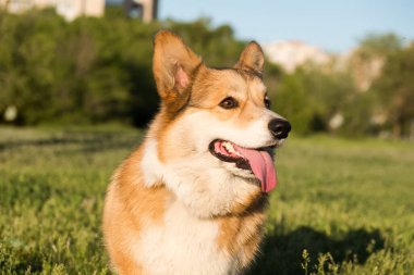 Galli Corgi Pembroke 'un profil portresi gülümsemesi ve parkta çimlerin üzerinde oturan sevimli köpek..