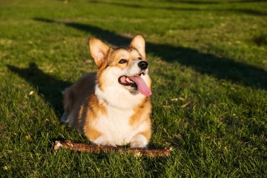 Galli Corgi Pembroke gülüşü ve mutluluğu. Parktaki çimenlerde oturan sevimli köpek, sopayla oynuyor..