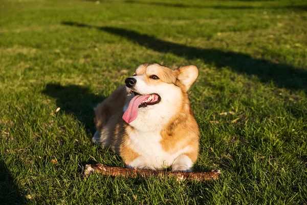 Walesi Corgi Pembroke mosolyog és boldog. Aranyos kutya ül a füvön a parkban, játszik egy bottal. — Stock Fotó