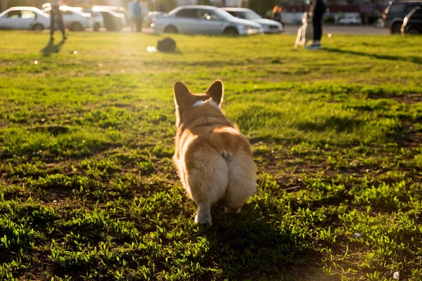 Welsh Corgi Pembroke smile and happy Cute dog walking on the grass in the park. Corgi butt, cute booty — Stockfoto