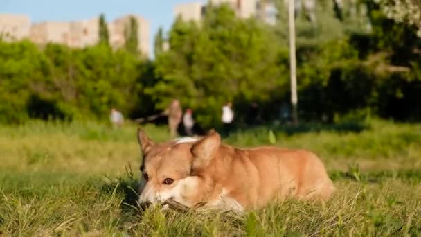 Ουαλικό Corgi Pembroke χαμόγελο και χαρούμενος. Χαριτωμένο σκυλί κάθεται στο γρασίδι στο πάρκο, παίζει με ένα ραβδί. — Αρχείο Βίντεο