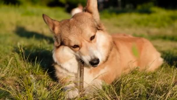 Galés Corgi Pembroke sonrisa y feliz. Lindo perro sentado en la hierba en el parque, jugando con un palo . — Vídeo de stock