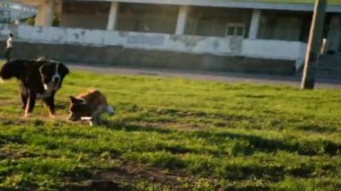 Gülümseyen kız Galli Corgi Pembroke köpeğiyle oynuyor, gülümse ve mutlu ol. Parkta sopayla oynayan sevimli bir köpek.. 