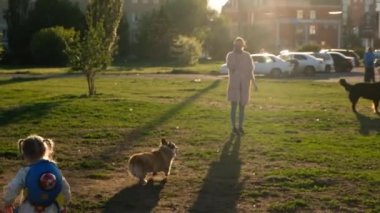 Gülümseyen kız Galli Corgi Pembroke köpeğiyle oynuyor, gülümse ve mutlu ol. Parkta sopayla oynayan sevimli bir köpek.. 