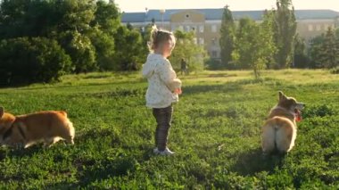 Gülümseyen kız Galli Corgi Pembroke köpeğiyle oynuyor, gülümse ve mutlu ol. Parkta sopayla oynayan sevimli bir köpek.. 