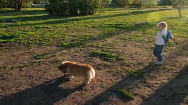 Χαμογελαστό κορίτσι παίζει με το Ουαλικό Corgi Pembroke κουτάβι της, χαμόγελο και χαρούμενος. Χαριτωμένο σκυλί παίζει με ένα ραβδί στο πάρκο. — Αρχείο Βίντεο