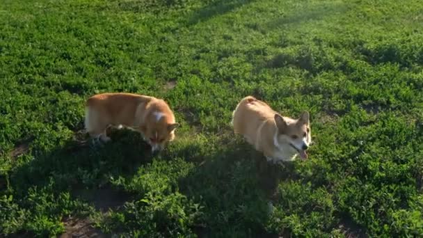 Welsh Corgi Pembroke glimlach en gelukkig Leuke hond zittend op het gras in het park. — Stockvideo