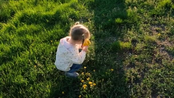 Liten flicka på ängen plockar gula maskros blommor i solig sommardag. Våren — Stockvideo