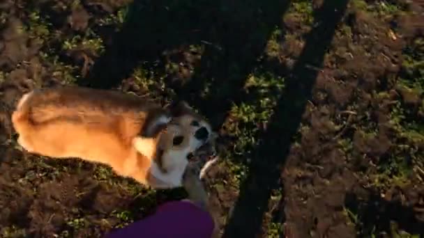 POV shot: Happy Welsh Corgi Pembroke σκυλί παίζει με ξύλινο ραβδί κατά τη διάρκεια της βραδινής βόλτα. Ο καλύτερος φίλος του Μαν. Χαμογελάστε και χαρούμενος σκύλος παίζει με ένα ραβδί στο γρασίδι στο πάρκο — Αρχείο Βίντεο