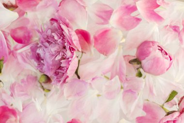 Süt suyunda pembe şakayık. Güzellik spa 'sı ve sağlık tedavisi sütle yıkanmış çiçek yapraklarıyla. Saflık, şefkat, tazelik, gençlik kavramı. Yaz havası. Uzayı kopyala, düz yat.