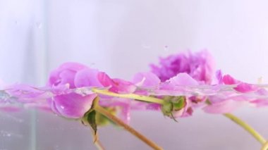 Süt suyunda pembe şakayık. Güzellik spa 'sı ve sağlık tedavisi sütle yıkanmış çiçek yapraklarıyla. Saflık, şefkat, tazelik, gençlik kavramı. Yaz havası. Uzayı kopyala, düz yat.