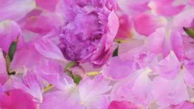 Süt suyunda pembe şakayık. Güzellik spa 'sı ve sağlık tedavisi sütle yıkanmış çiçek yapraklarıyla. Saflık, şefkat, tazelik, gençlik kavramı. Yaz havası. Uzayı kopyala, düz yat.