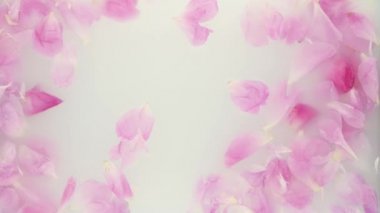 Süt suyunda pembe şakayık. Güzellik spa 'sı ve sağlık tedavisi sütle yıkanmış çiçek yapraklarıyla. Saflık, şefkat, tazelik, gençlik kavramı. Yaz havası. Uzayı kopyala, düz yat.