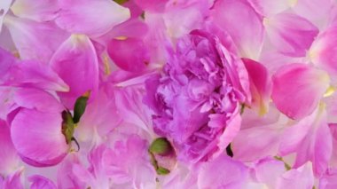 Süt suyunda pembe şakayık. Güzellik spa 'sı ve sağlık tedavisi sütle yıkanmış çiçek yapraklarıyla. Saflık, şefkat, tazelik, gençlik kavramı. Yaz havası. Uzayı kopyala, düz yat.