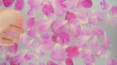 Süt suyunda pembe şakayık. Güzellik spa 'sı ve sağlık tedavisi sütle yıkanmış çiçek yapraklarıyla. Saflık, şefkat, tazelik, gençlik kavramı. Yaz havası. Uzayı kopyala, düz yat.