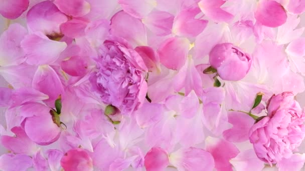 Peonía rosa en agua de leche. Spa de belleza y tratamiento de bienestar con pétalos de flores en baño con leche. El concepto de pureza, ternura, frescura, juventud. Humor de verano. Copiar espacio, plano laico . — Vídeos de Stock