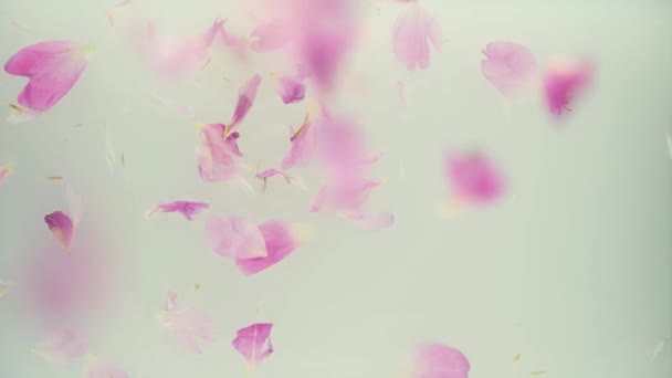 ピンクの牡丹の花びらはミルクの水に落ちる。美容スパとミルク付きのバスで花の花びらとウェルネストリートメント。純度、優しさ、新鮮さ、若さの概念。夏の気分。コピースペース,平置き. — ストック動画