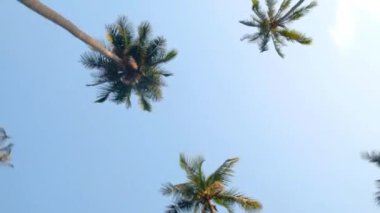 Geniş Açı Palmiye Ağacı Manzarası, Gökyüzü Arkaplan Yaz Seyahati ve Turizm Konsepti. Geniş açı. Kamera Palm Trees POV Tropikal Tatile Bakıyor