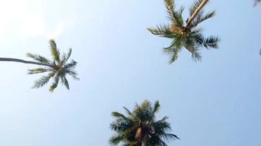 Geniş Açı Palmiye Ağacı Manzarası, Gökyüzü Arkaplan Yaz Seyahati ve Turizm Konsepti. Geniş açı. Kamera Palm Trees POV Tropikal Tatile Bakıyor