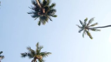 Geniş Açı Palmiye Ağacı Manzarası, Gökyüzü Arkaplan Yaz Seyahati ve Turizm Konsepti. Geniş açı. Kamera Palm Trees POV Tropikal Tatile Bakıyor