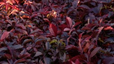 Kırmızı sonbahar üzüm yaprakları. Sonbahar ormanı güzeli. Altın ağaç yaprakları. Güneş ışığı. Yüksek kalite 4k görüntü