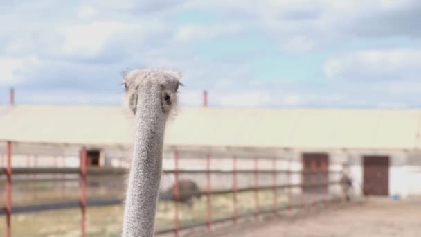 Uccello struzzo gregge sul campo della fattoria. Gruppo di struzzi grandi. Stock video Struzzo posa nella voliera. — Video Stock