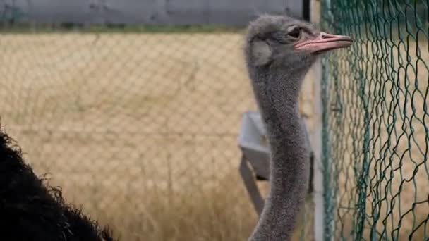 Ostrich pássaro rebanho no campo de fazenda. Grupo de avestruzes grandes. Stock vídeo Avestruz posando no aviário . — Vídeo de Stock