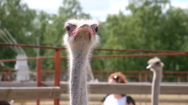 Ostrich bird flock on farm field. Group of big ostriches. Stock video Ostrich posing in the aviary. — Stock Video