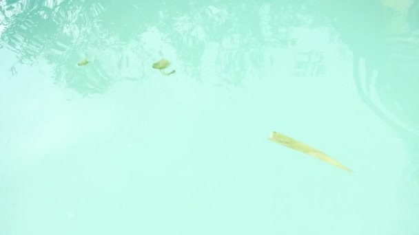 Limpieza de la piscina del marco con una red verde — Vídeos de Stock