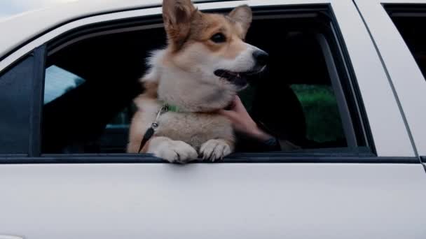 Cão corgi engraçado olha para fora da janela de um carro e latindo — Vídeo de Stock
