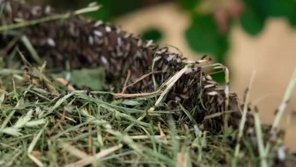 A hangyák királynője. Szárnyas hangyák nyüzsögnek a fészekből a nászútra készülve, felmásztak a felszínre és elrepültek új hangyák után kutatva. — Stock videók