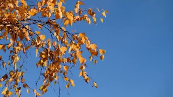 Belleza del bosque de otoño. Hojas de árbol dorado. Rayo solar. Cielo azul. Hermosas hojas de abedul balanceándose sobre un árbol en el parque otoñal. Caída — Vídeos de Stock