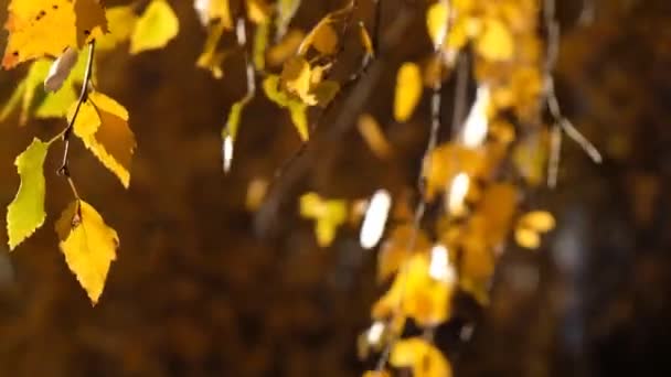Φθινοπωρινή ομορφιά δάσους. Χρυσά φύλλα δέντρου. Ηλιακή ακτίνα. Μπλε ουρανός. Όμορφα φύλλα σημύδας αιωρούνται σε ένα δέντρο στο φθινοπωρινό πάρκο. Πτώση — Αρχείο Βίντεο