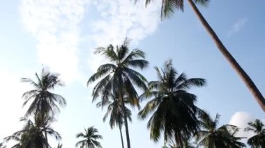 Geniş Açı Palmiye Ağacı Manzarası, Gökyüzü Arkaplan Yaz Seyahati ve Turizm Konsepti. Geniş açı. Kamera Palm Trees Tropikal Tatile Bakıyor
