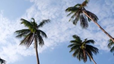 Geniş Açı Palmiye Ağacı Manzarası, Gökyüzü Arkaplan Yaz Seyahati ve Turizm Konsepti. Geniş açı. Kamera Palm Trees Tropikal Tatile Bakıyor