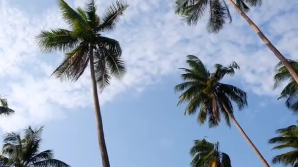 Geniş Açı Palmiye Ağacı Manzarası, Gökyüzü Arkaplan Yaz Seyahati ve Turizm Konsepti. Geniş açı. Kamera Palm Trees Tropikal Tatile Bakıyor — Stok video