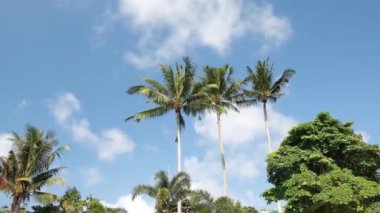 KO SAMUI, THAILAND - 26 Şubat 2020 Paradise Park Sonsuzluk Havuzu. Güneşli mavi gökyüzünün altından geçen Palmiye ağaçlarının manzarası.