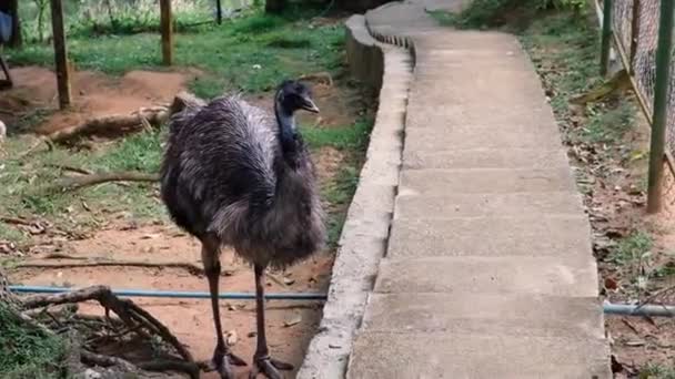 KO SAMUI, THAILAND - FEBRUARY 26, 2020: Paradise park zoo — Stock Video