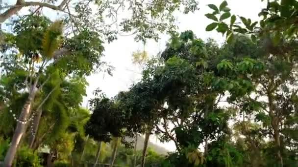 タイのサムイ島の熱帯雨林を歩くPOV — ストック動画