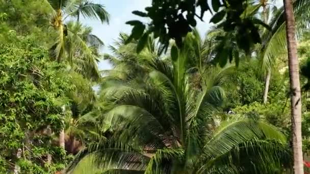 Güneşli mavi gökyüzünün altından geçen Palmiye ağaçlarının manzarası. — Stok video