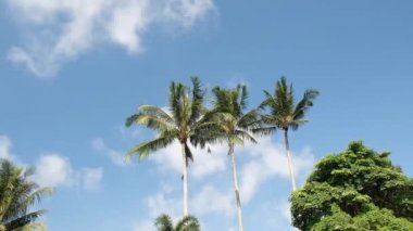 KO SAMUI, THAILAND - 26 Şubat 2020 Paradise Park Sonsuzluk Havuzu. Güneşli mavi gökyüzünün altından geçen Palmiye ağaçlarının manzarası.