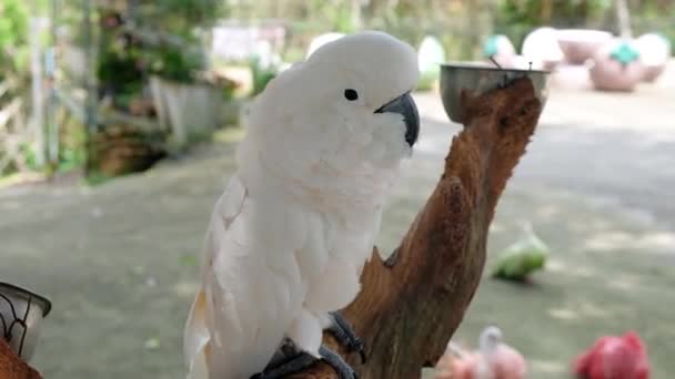 KO SAMUI, THAILAND - 26 Şubat 2020 Paradise Park. Pembe papağan papağanı. — Stok video