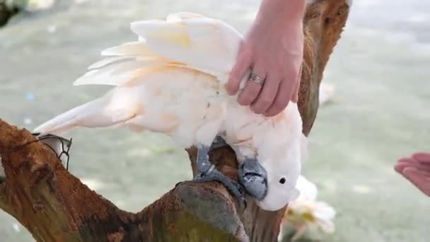 KO SAMUI, THAILAND - FEBRUARY 26, 2020: Paradise park. Woman stroking and scratching white parrot cockatoo — Stock Video