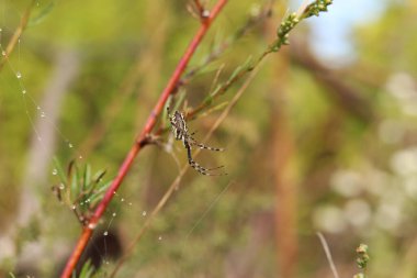 Argiope bruennichi. Parlak bir örümcek bir tarlanın arka planına ağ örer. Çizgili, sarı-beyaz karnı olan bir örümcek, yakın plan. Örümceğin zehri zayıftır, insanlar için güvenlidir.