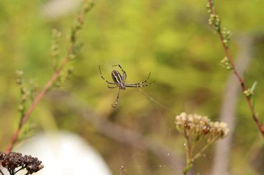 Argiope bruennichi. Parlak bir örümcek bir tarlanın arka planına ağ örer. Çizgili, sarı-beyaz karnı olan bir örümcek, yakın plan. Örümceğin zehri zayıftır, insanlar için güvenlidir.